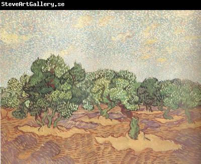 Vincent Van Gogh Olive Grove:Pale Blue Sky (nn04)